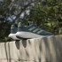 Sapatilhas de Running adidas Supernova 3 Homem