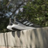 Sapatilhas Running adidas Solarboost 5 Man