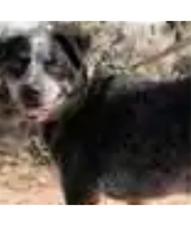 Collier de Chien Carhartt Journeyman Laisse...